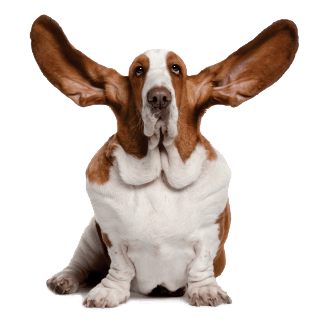 Earnest the Basset Hound
